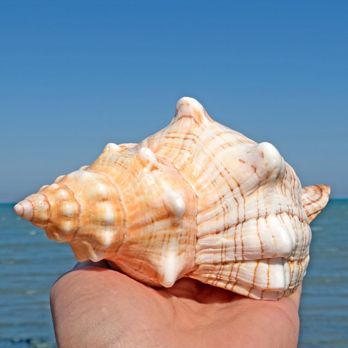 Amazon.co.jp: 大きな天然の珍しい貝殻、巨大な海の巻貝 16~18 cm の